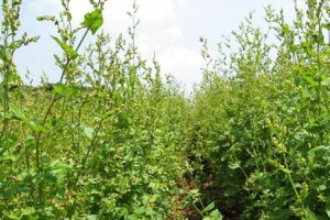 苦荞茶太棒了能消除口臭杀死导致口臭的细菌